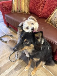 笑顔を運ぶドッグセラピー