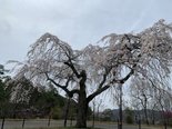 桜の花道ドライブ「高雄パークウェイ」