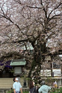 お花見🌸🌸🌸