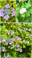 紫陽花散策