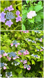 紫陽花散策