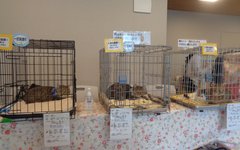 保護猫や犬の譲渡会を開催しています!