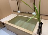 季節のお風呂「菖蒲湯」🌿