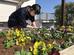 自慢の屋上庭園に、新しい花を植えました。