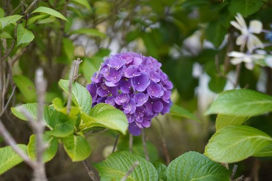 介護付有料老人ホームうらら一之江