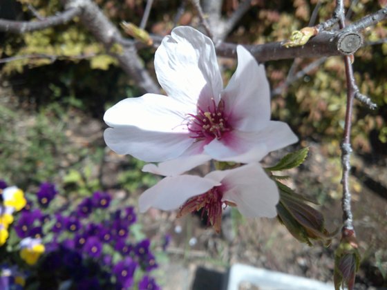 有料老人ホームきらら川崎小倉