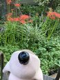 彼岸花が咲きました