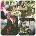 夏野菜を収穫しました🍅✨ 次は秋の味覚に挑戦!
