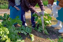 育てて、抜いて、味わって～大根収穫レポート