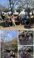 🌸 春風に誘われて。近隣の公園へお花見に出かけました