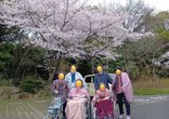 🌸 満開の桜に包まれて。お花見外出ツアーへ出かけました