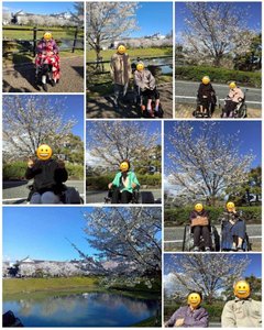 🌸駿府城公園へお花見に行ってきました🌸