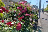 色鮮やかな薔薇が見頃を迎えています🌹