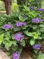 2026.6.14 紫陽花