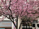 🌸🌸桜満開🌸🌸です。
