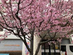 🌸🌸桜満開🌸🌸です。