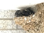 今年もツバメが産まれました!