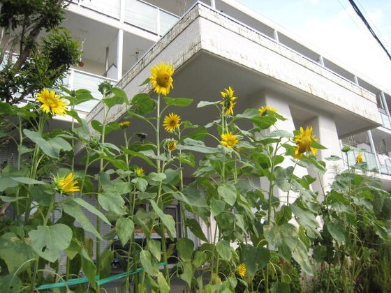 ココファン湘南(藤沢)