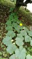 ～ココファン農園 かぼちゃが・・・～