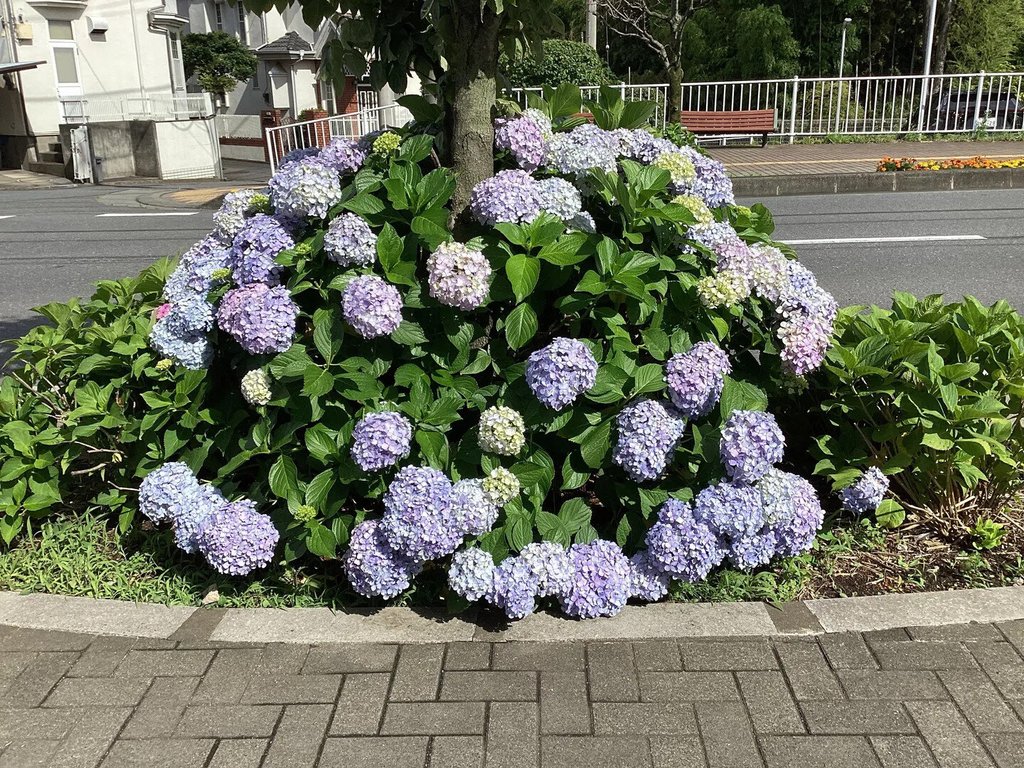 満開の紫陽花に囲まれて♪｜ココファン新座石神(埼玉県新座市)｜LIFULL