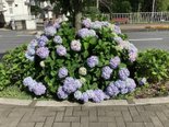 満開の紫陽花に囲まれて♪
