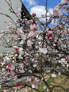 桃の花が咲きました!