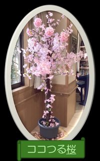 【ココファン鶴橋】桜の木を作りました! R8.3.17