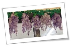【ココファン鶴橋】藤の花作り