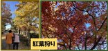 【デイサービス ココファン妹尾】🍂紅葉狩りに行ってきました🍂