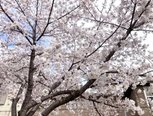 お花見🌸 パートⅡ