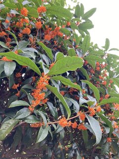 金木犀が咲きました!