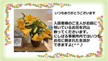 事業所内お花畑🌸
