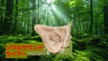 ソウルサウンドライアー