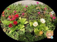 【西小路御池】花壇育成記録③