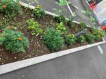 ココファン川越大手町 🌱園芸部活動報告🌱