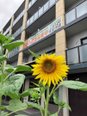 ココファン川越大手町 🌻向日葵咲きました🌻