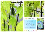 【新潟東】ゴーヤの急成長‼