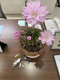 サボテンの花が咲きました🌸