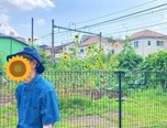 🌻ひまわりと🐠