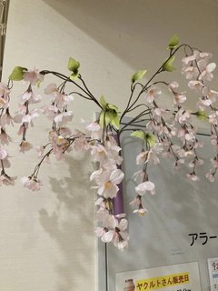 春ですね～🌸