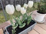 春のお花🌸