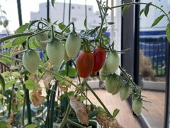 【柏公園】ココファンガーデン