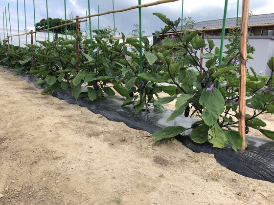 ココファンガーデン新潟亀田