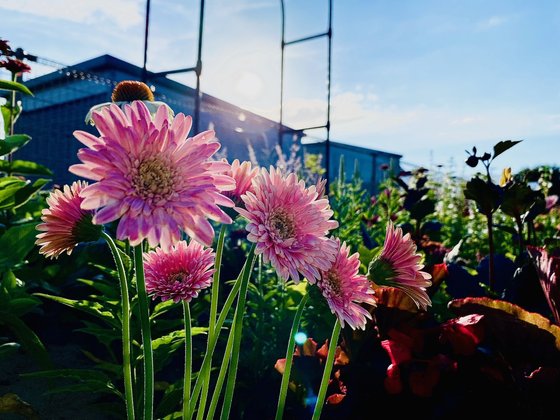 ココファンガーデン新潟亀田