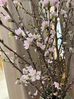 【新小平】あけましておめでとうございます🌸