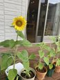 ひまわり開花🌻