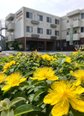 今年もこの花の咲く季節になりました♪