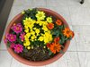 お花の寄せ植え