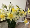【久留米本町】水仙の花