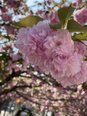 【久留米本町】八重桜が満開です🌸
